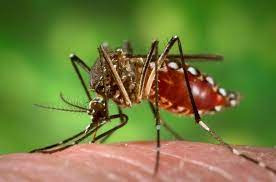 Chikungunya deja dolorosas secuelas que pueden perdurar hasta dos años