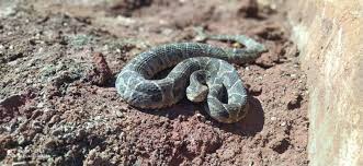 Entre los últimos días del 2022 y las primeras semanas del 2023, se han registrado una gran cantidad de mordeduras de serpientes