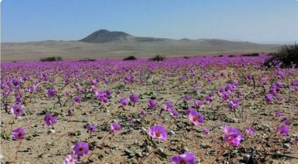 Chile protegerá como parque nacional fenómeno de floración en desierto de  Atacama