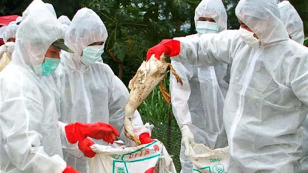 ¿Qué implica la emergencia sanitaria por gripe aviar?